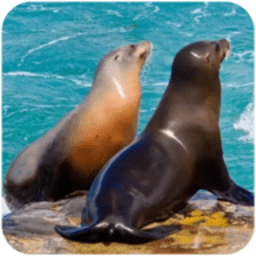 海狮模拟器游戏