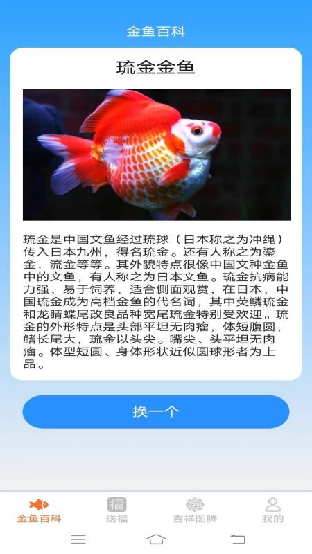 金鱼迎福最新版本